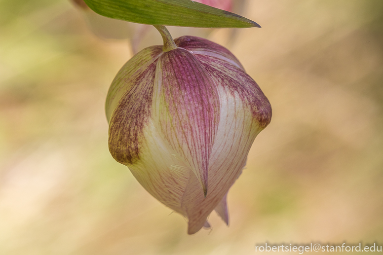 calochortus